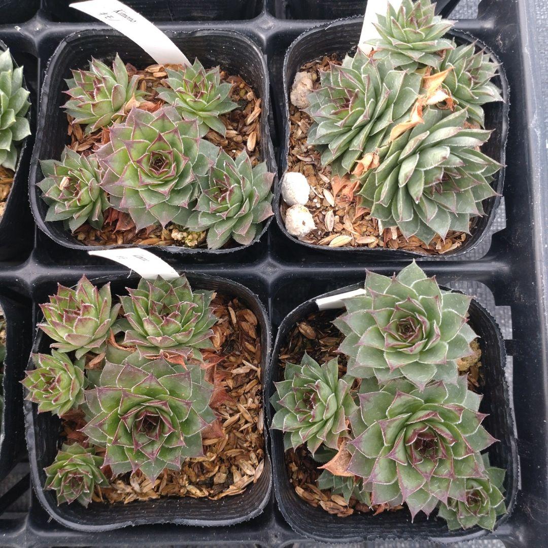 1ポット410円〜 センペルビウム26年1月 その4