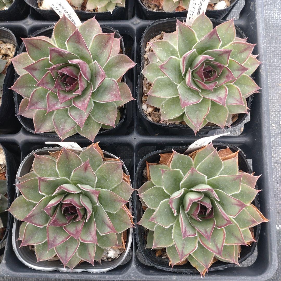 1ポット410円〜 センペルビウム26年1月 その4