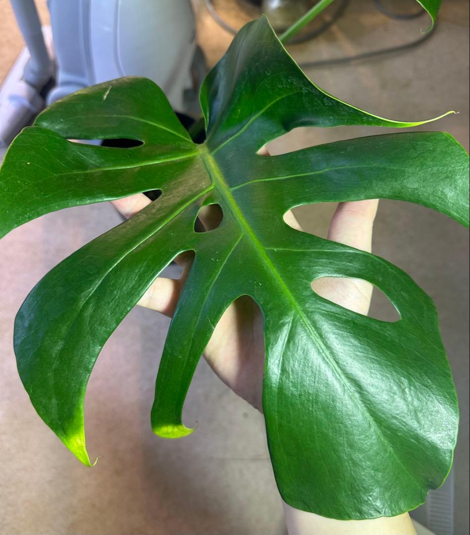 モンステラスケルトン　ボトムカット