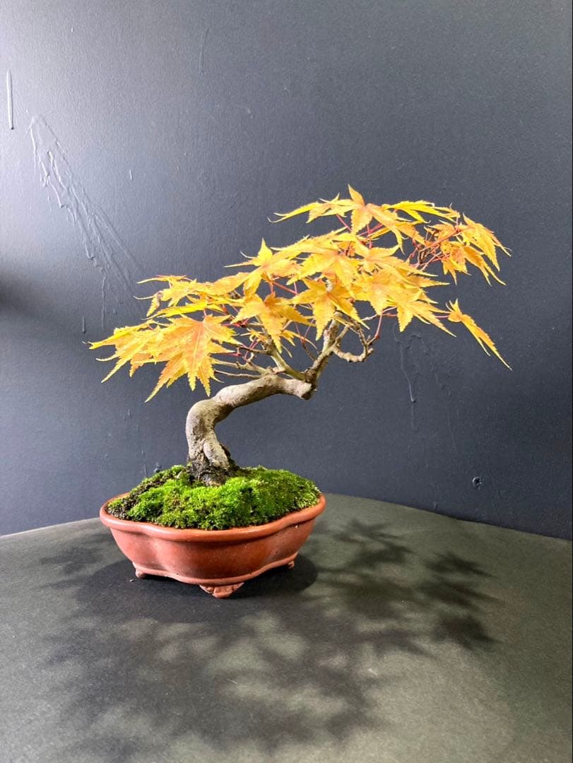 山紅葉盆栽