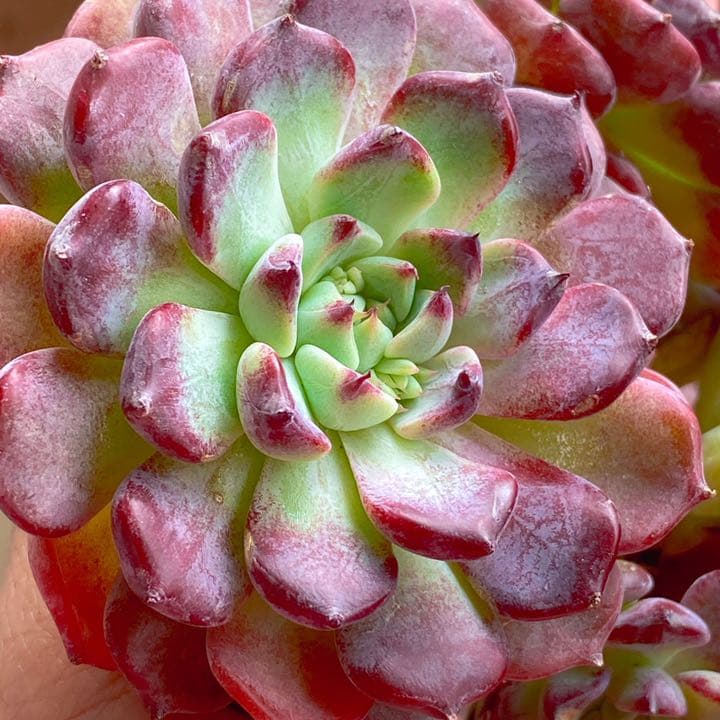 沙羅姫牡丹　大群生株