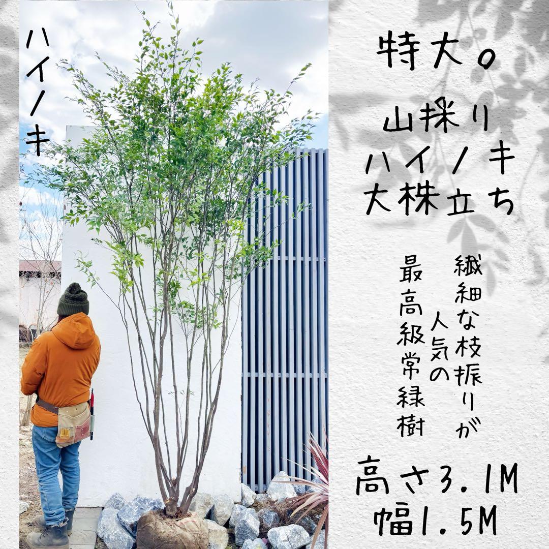 ご確認中 ゼログラ 特大。山採りハイノキ大株立ち3.1M(鉢底から)