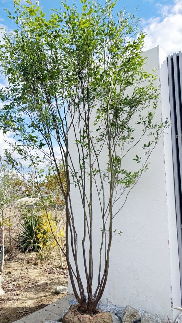 ご確認中 ゼログラ 特大。山採りハイノキ大株立ち3.1M(鉢底から)