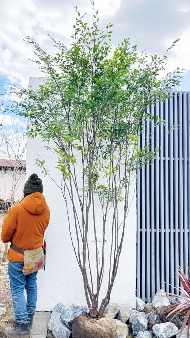 ご確認中 ゼログラ 特大。山採りハイノキ大株立ち3.1M(鉢底から)