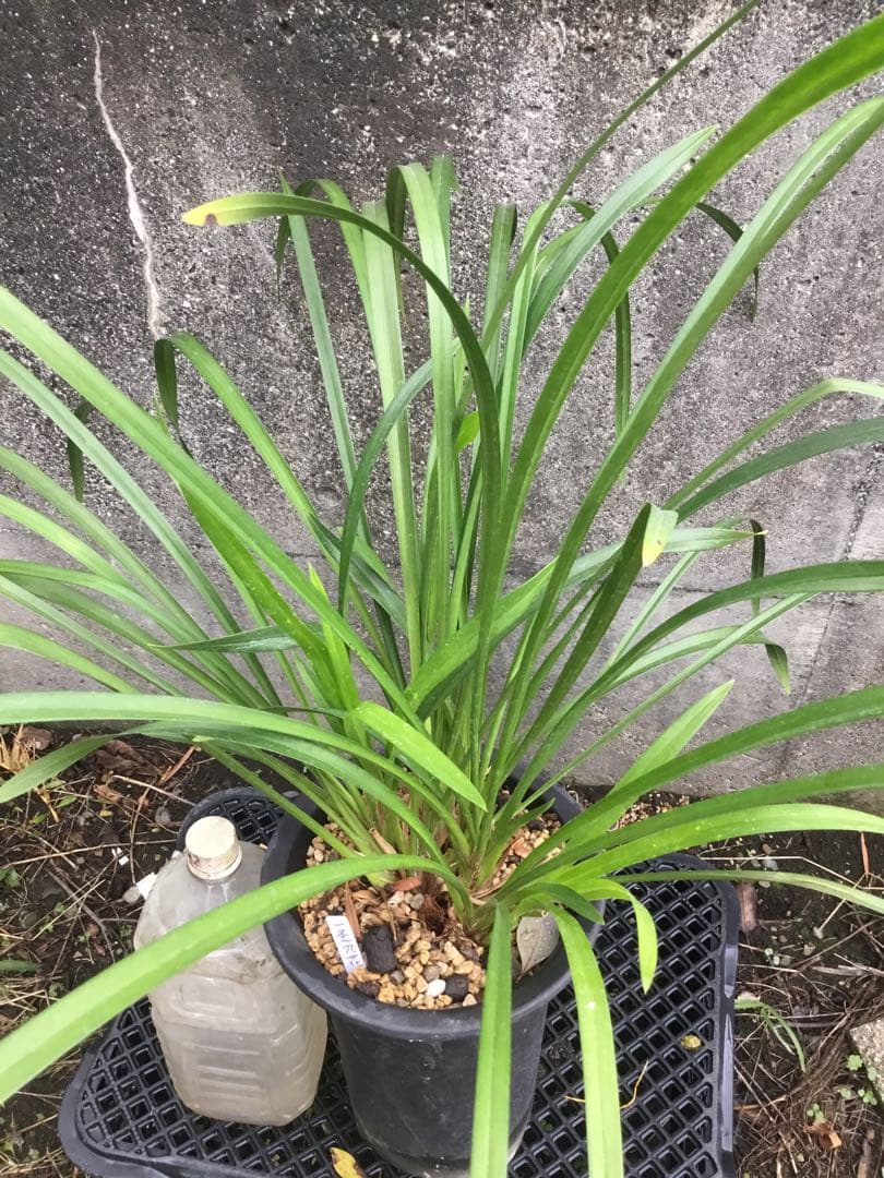 一系九華イッケイキュウカ