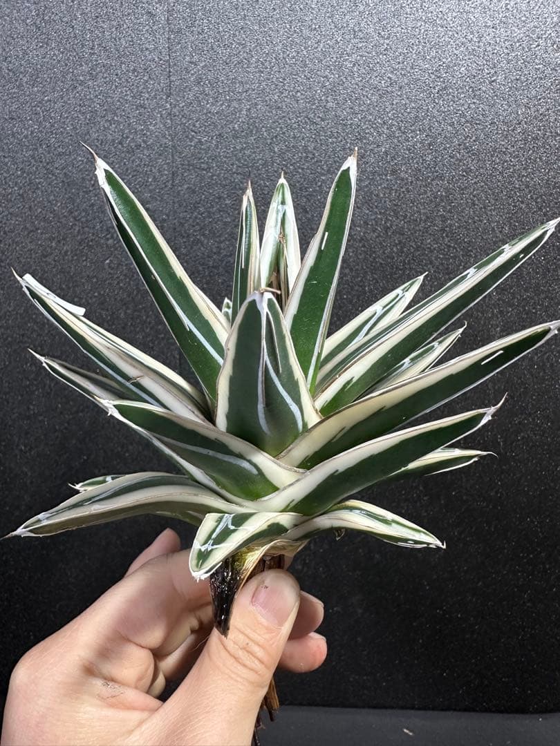 大特価【極美　氷山　親株　完成苗⭐︎】　（アガべ　笹の雪）