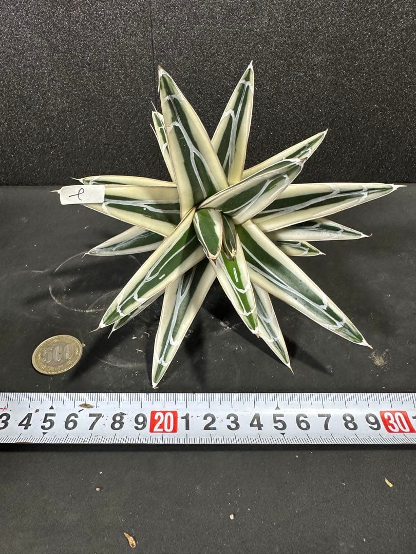 大特価【極美　氷山　親株　完成苗⭐︎】　（アガべ　笹の雪）