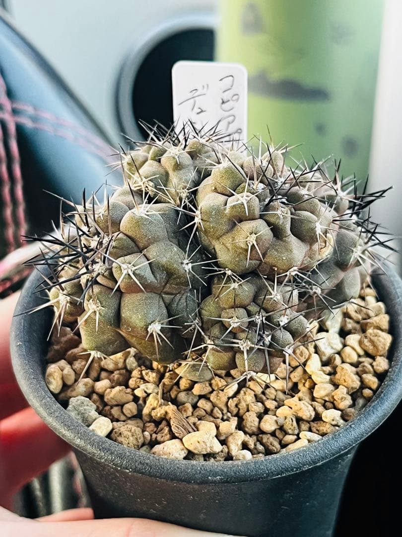 SALE✨現物①点限り✨超激レア✨黒棘　デュラ接降群生　コピアポア　抜き苗