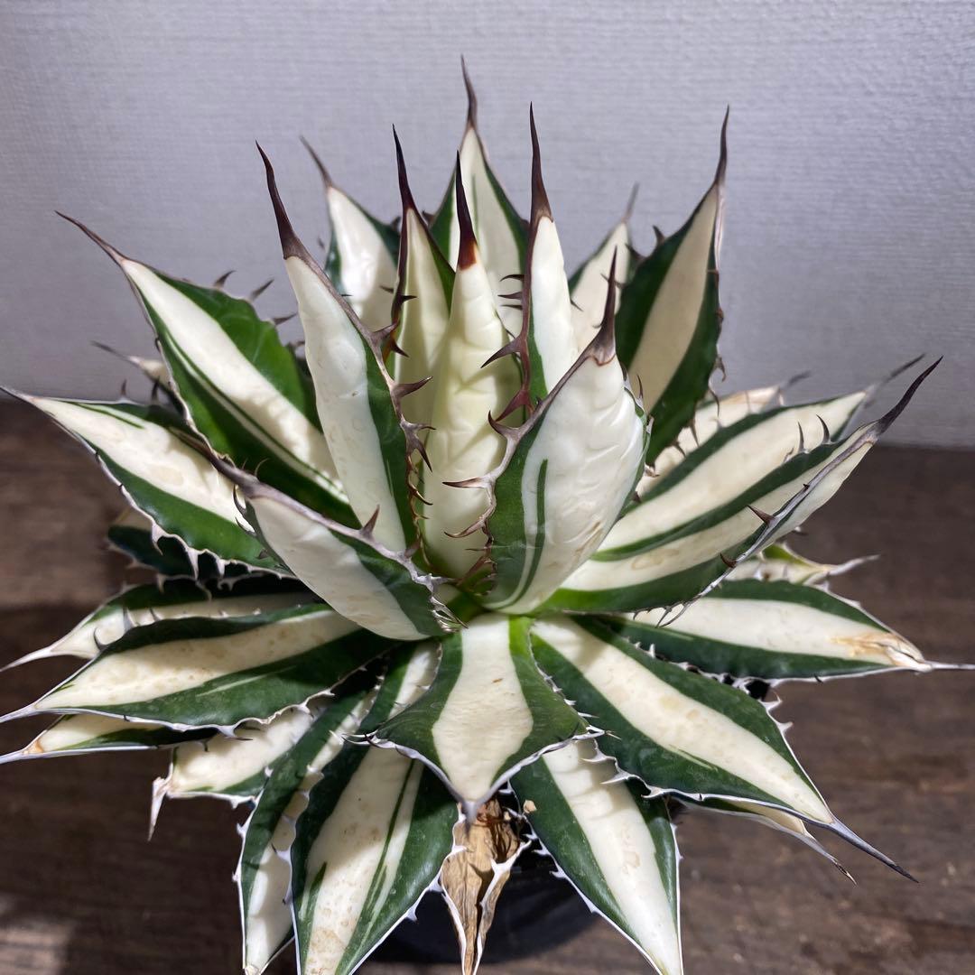 アガベ　ホリダ　白中斑　極上ラスト1