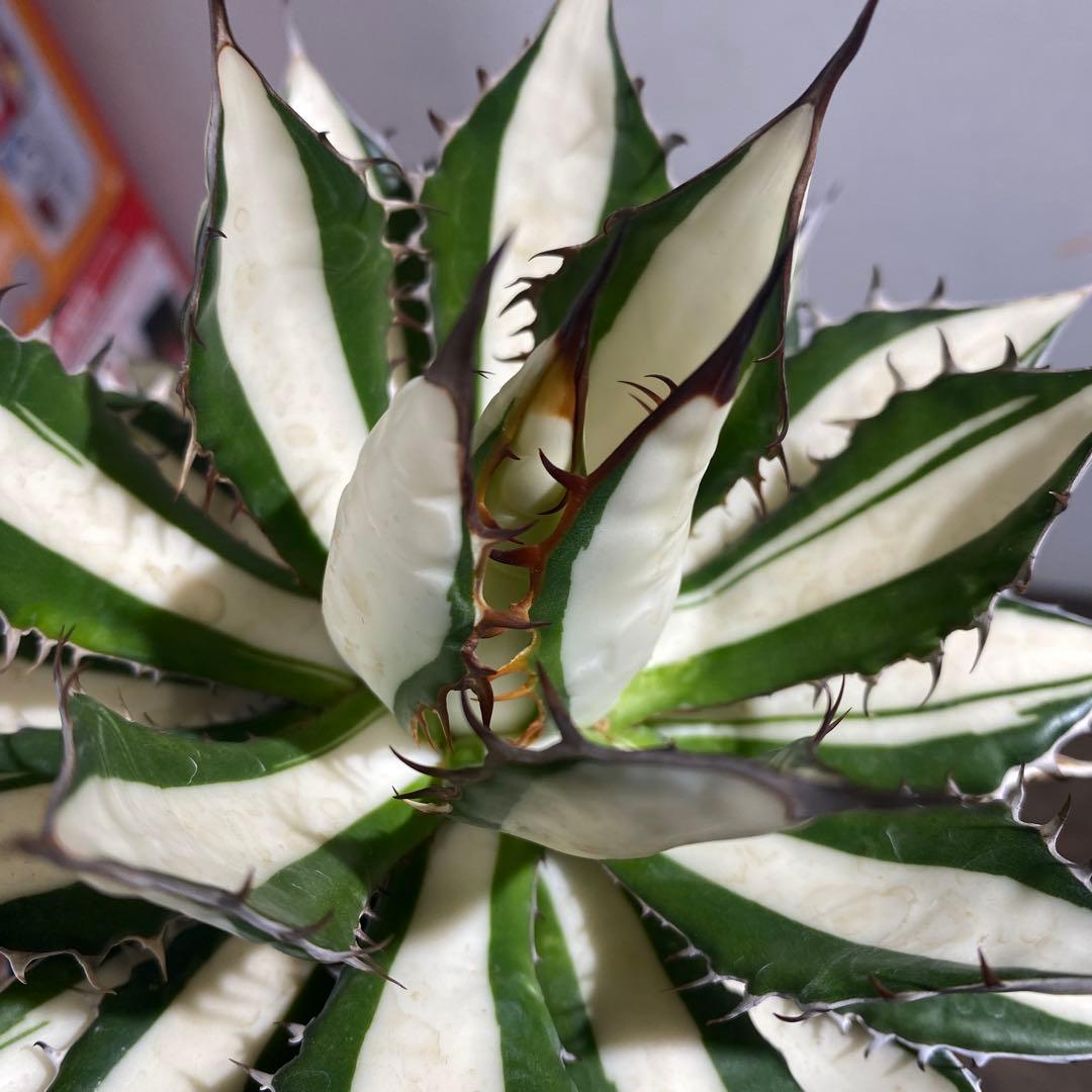 アガベ　ホリダ　白中斑　極上ラスト1