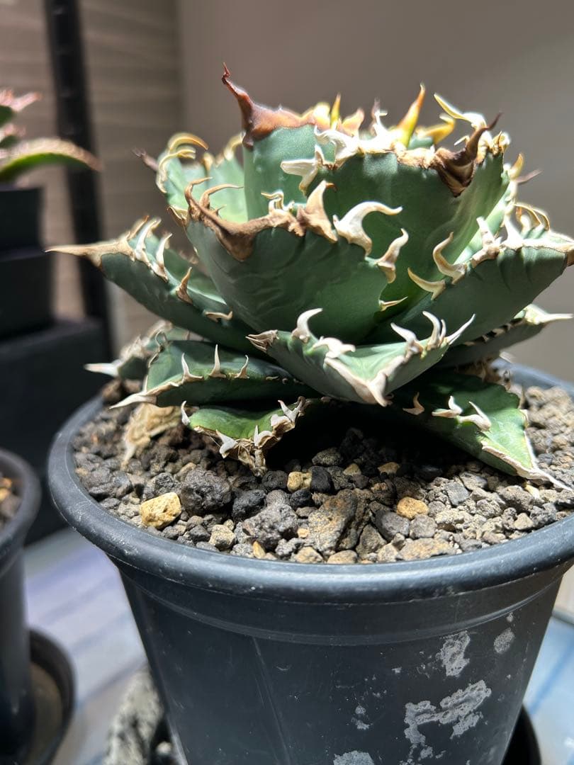 アガベ 中型 GODZILLA