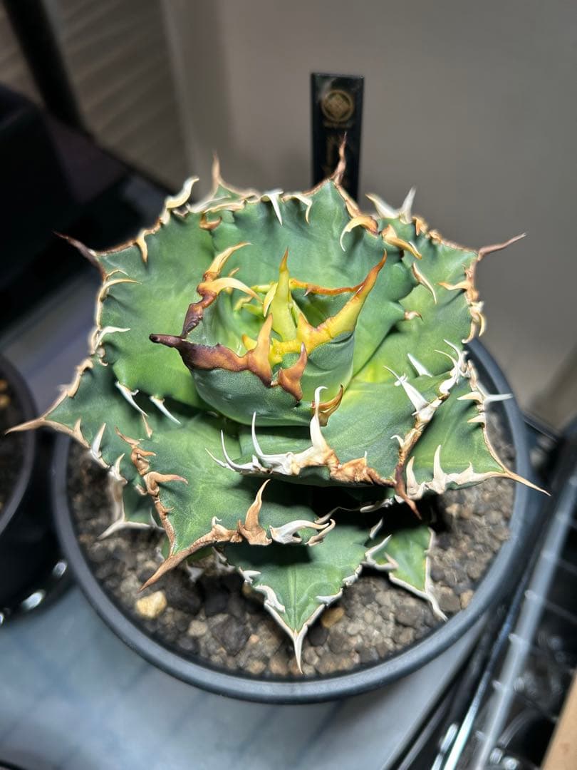 アガベ 中型 GODZILLA