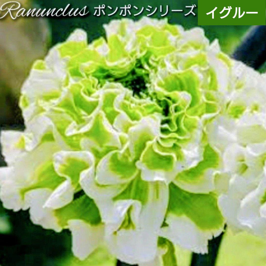 宿根草【正規品】ラナンキュラス　ポンポン『イグルー』５号　大苗　ポット苗♪