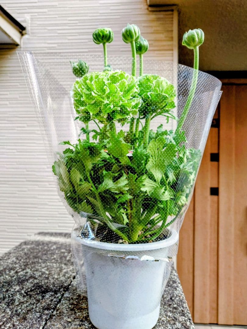 宿根草【正規品】ラナンキュラス　ポンポン『イグルー』５号　大苗　ポット苗♪