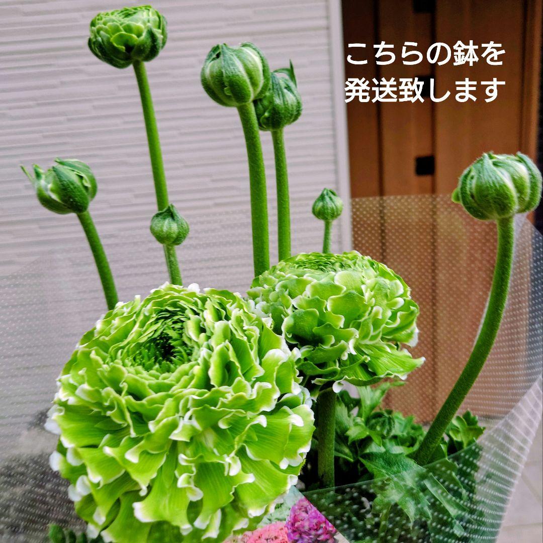宿根草【正規品】ラナンキュラス　ポンポン『イグルー』５号　大苗　ポット苗♪