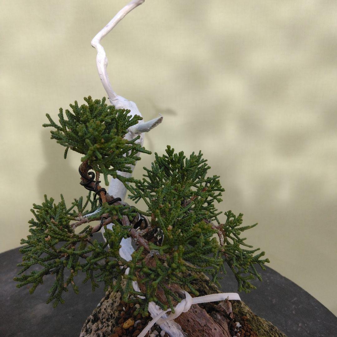 しんぱく小品盆栽です。　軽石植え　タヌキ盆栽です。値下げしました