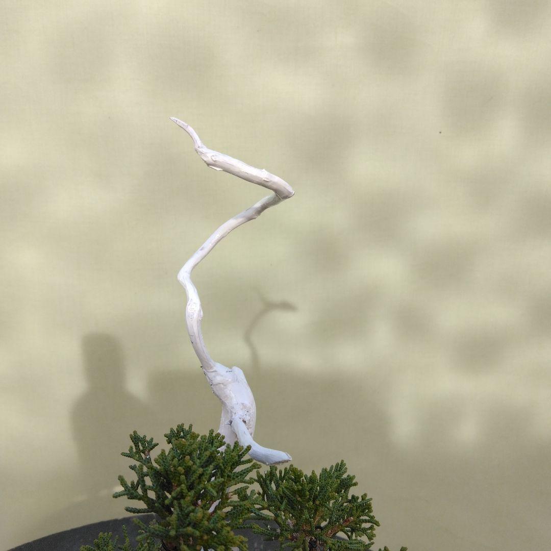 しんぱく小品盆栽です。　軽石植え　タヌキ盆栽です。値下げしました