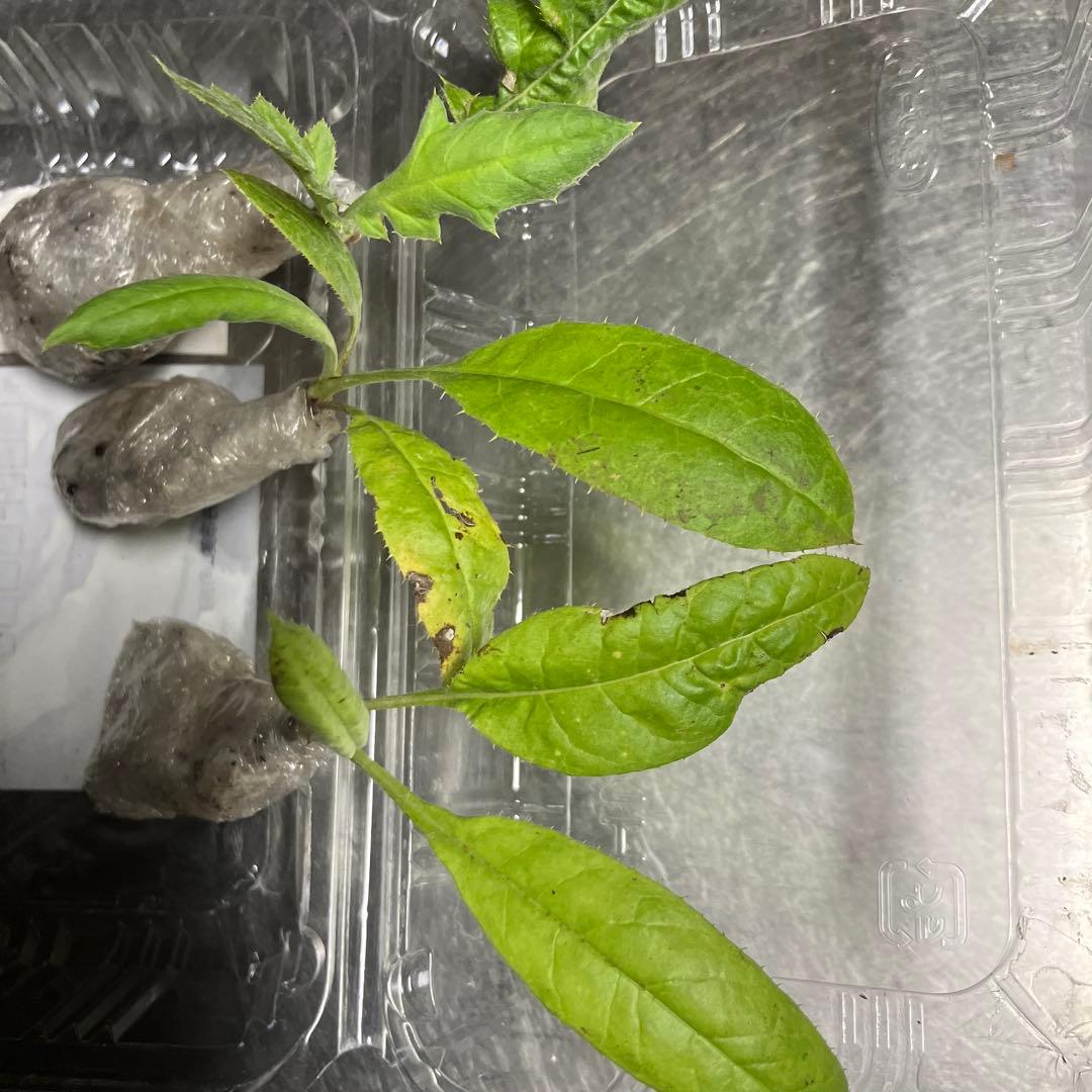 【mggm様確認用】