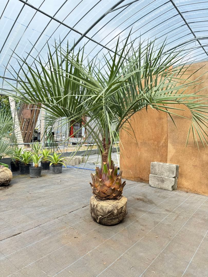 ココスヤシシルバーリーフ【極太】葉先180cm幹回り100cm 幹高40cm