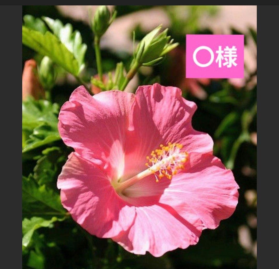 〇様 隕石 サンタクロース