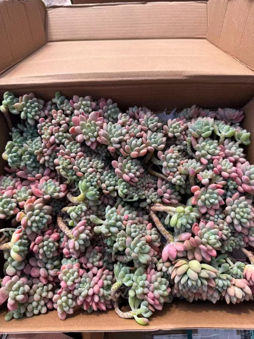 と*ん様 群生 ロココ W56×18鉢 抜き苗 多肉植物 エケベリア サボテン韓