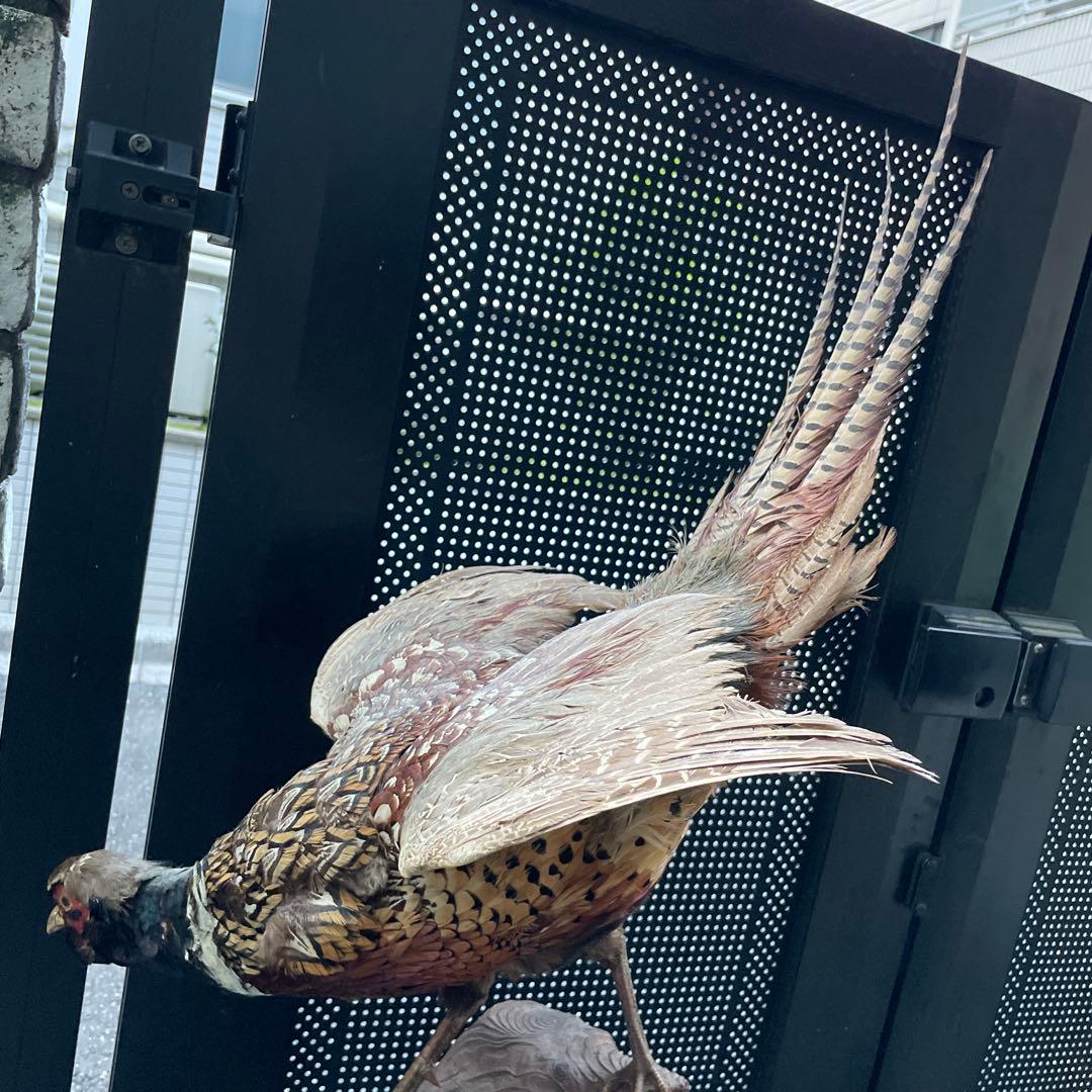 【美品】キジ 剥製