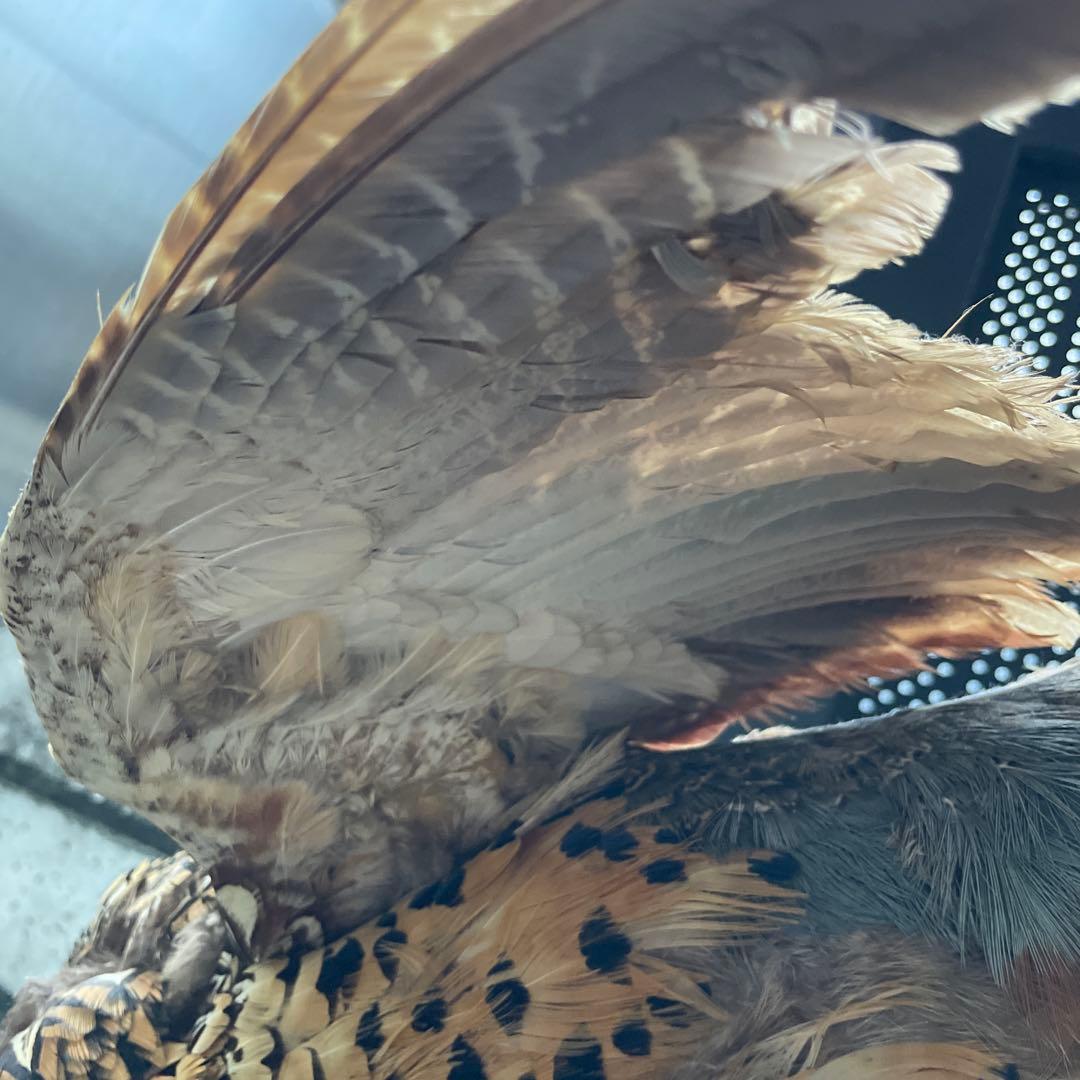 【美品】キジ 剥製