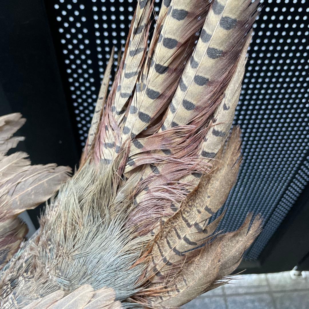 【美品】キジ 剥製