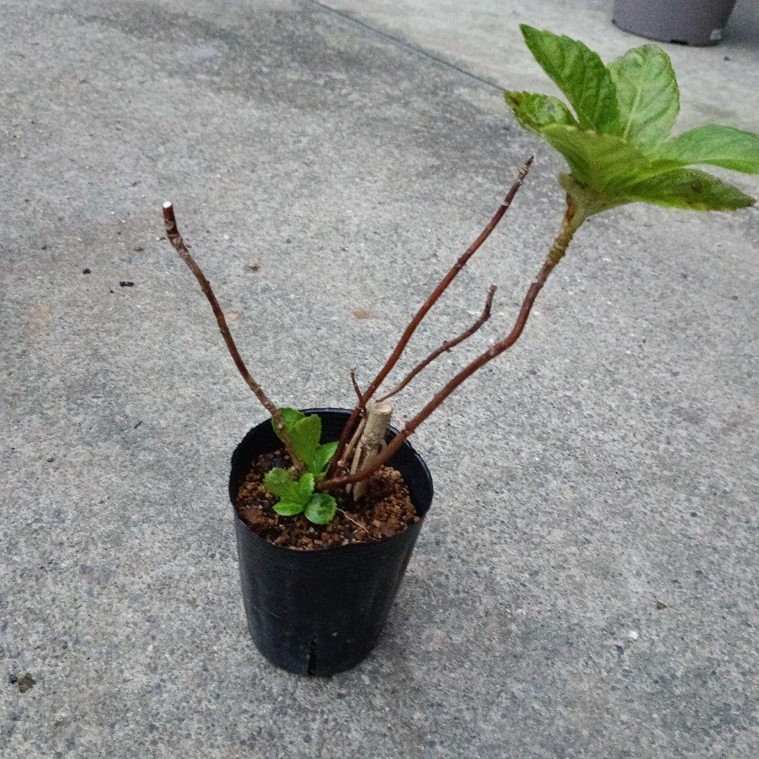 輸入アジサイ 苗 5種セット おまけ付き！①