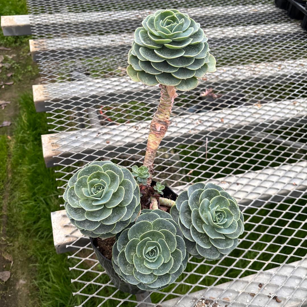 おまとめ2鉢　エケベリア 七福神　特大　多頭株