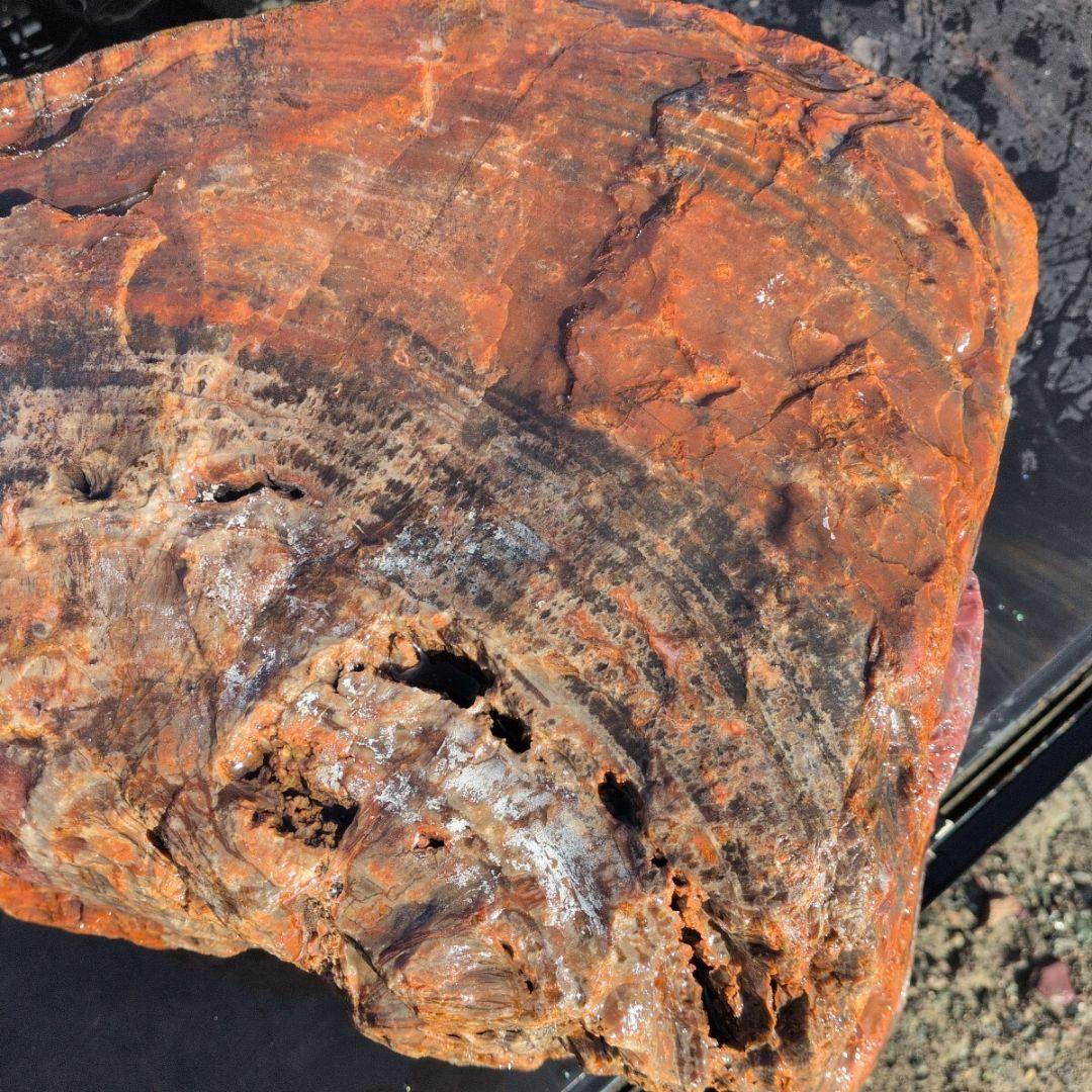 アリゾナ産　珪化木　77キロ　庭石　石 鑑賞石　石材　置物　オブジェ　インテリア