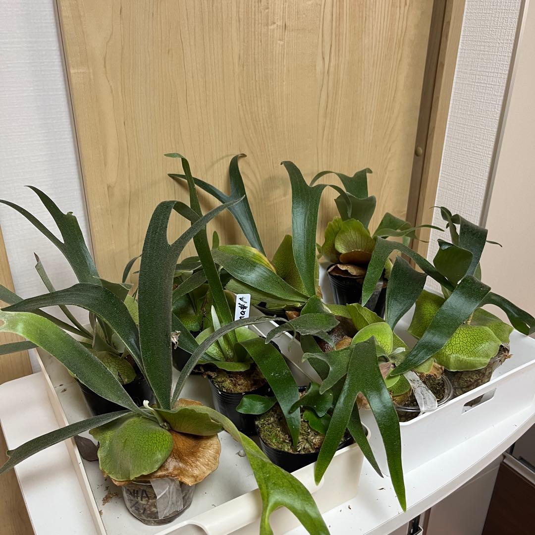 9株セット　willinckii Banna#A ビカクシダ　バンナ　エー