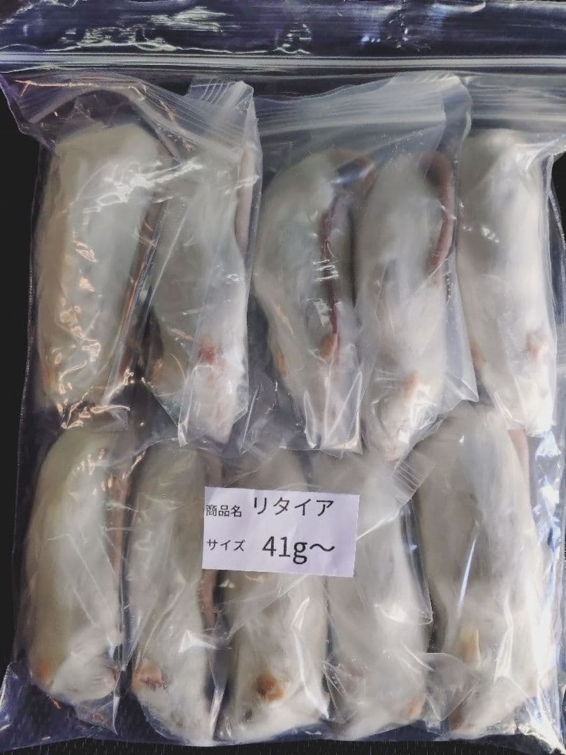 送料無料　冷凍マウスリタイア50匹