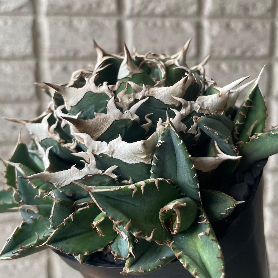 【清櫻】 Lize血統、OC直子、発根済み子株③