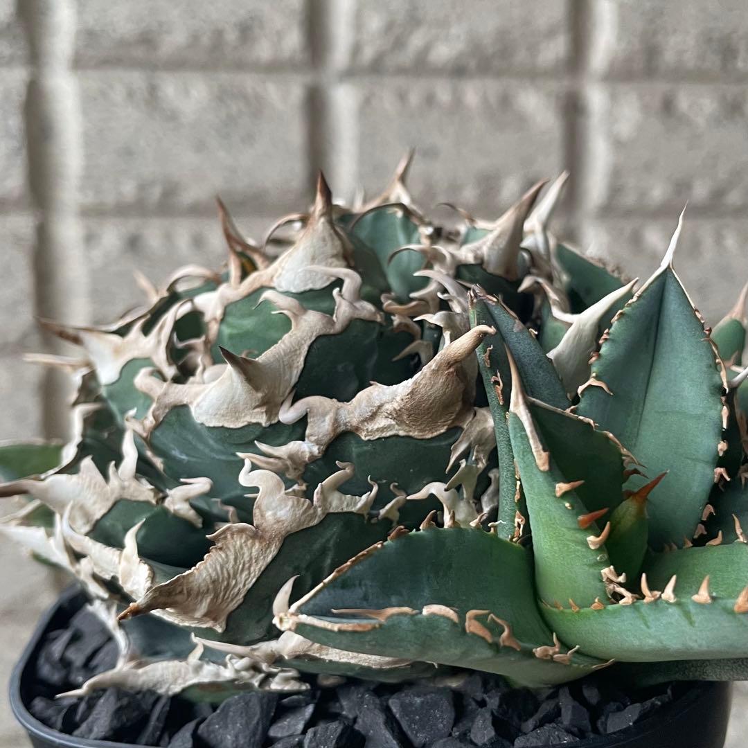 【清櫻】 Lize血統、OC直子、発根済み子株③