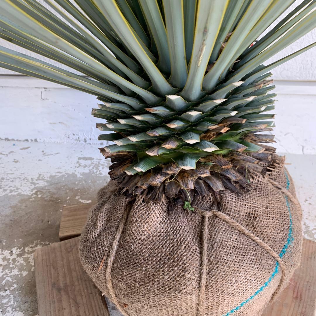 ユッカ　ロストラータ　【耐寒性/ドライガーデン/ロックガーデン 】27