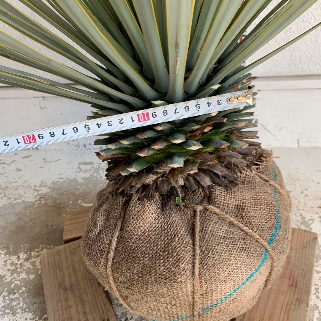 ユッカ　ロストラータ　【耐寒性/ドライガーデン/ロックガーデン 】27