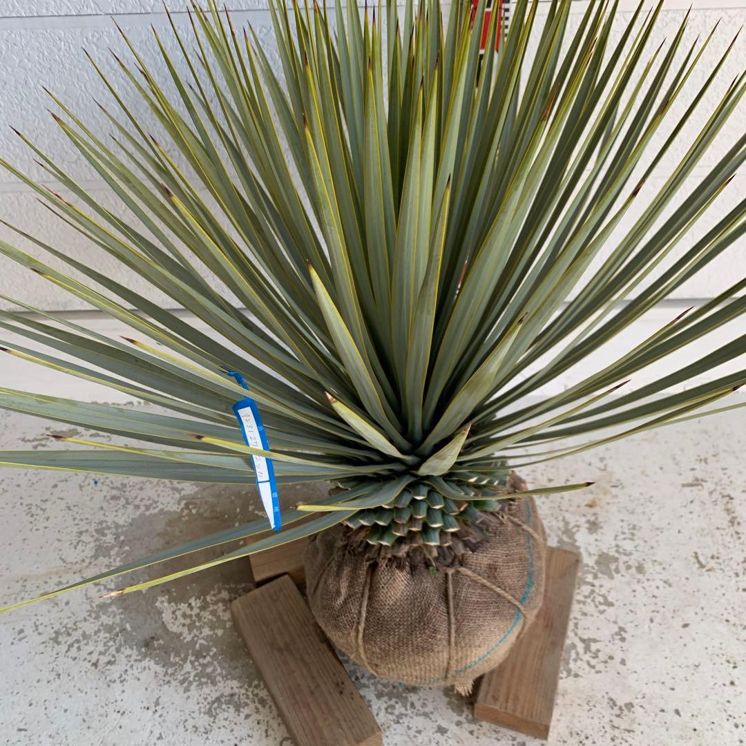 ユッカ　ロストラータ　【耐寒性/ドライガーデン/ロックガーデン 】27