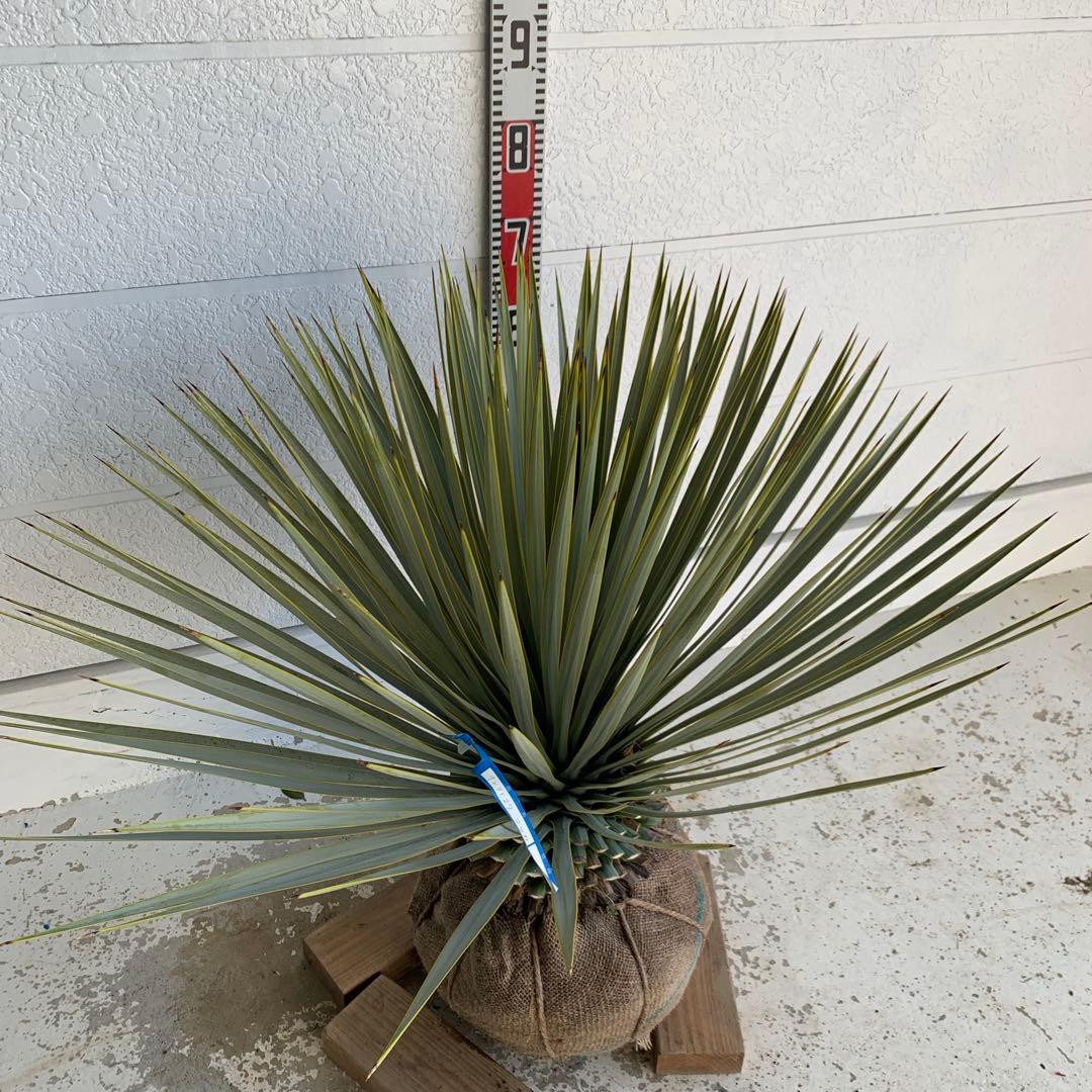 ユッカ　ロストラータ　【耐寒性/ドライガーデン/ロックガーデン 】27