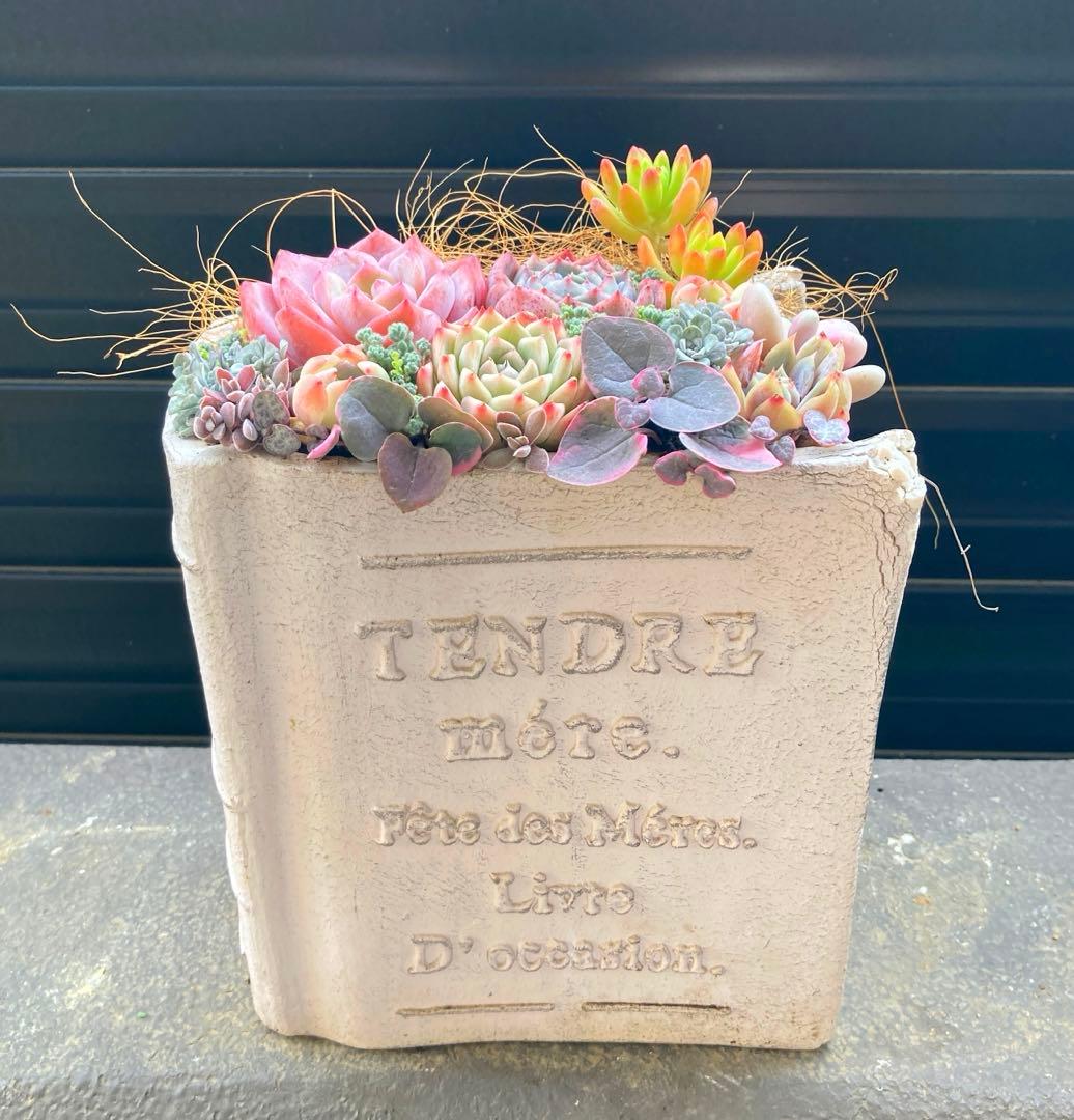 寄せ植え　多肉植物　寄せ植え　本