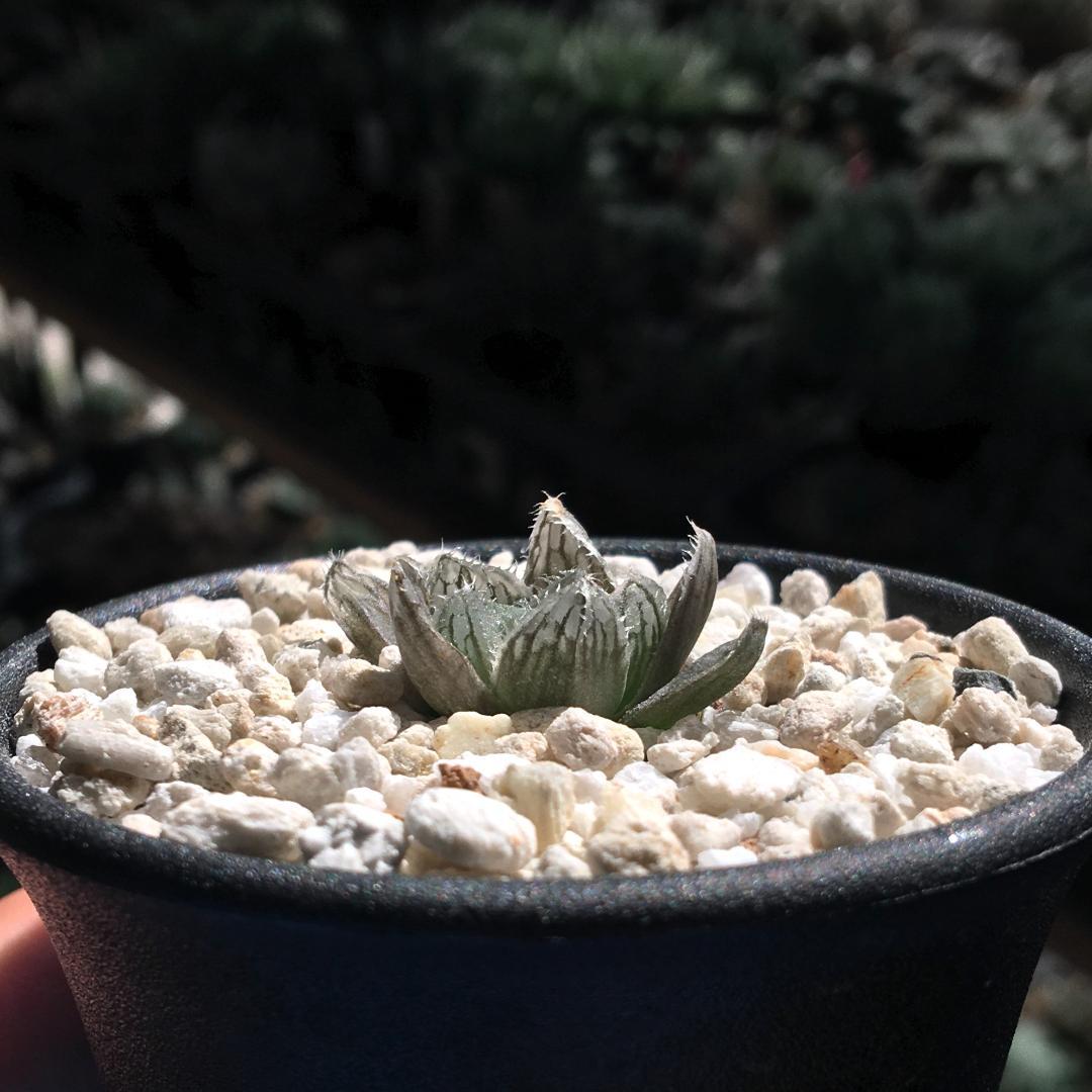 【期間限定出品】ハオルチア スウェイ　H. 'Sway'　多肉植物