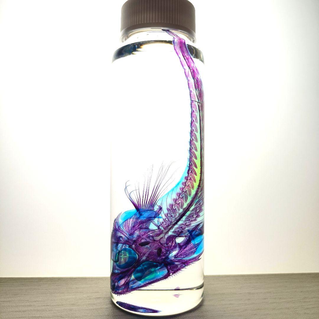【1点物】極美品☆極希少 透明標本 ソコハリゴチ 約12cm 深海魚 110ml