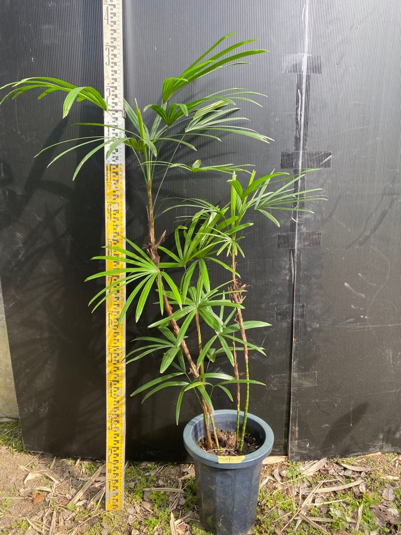 シュロチク　棕櫚竹　8号鉢　4 観葉植物