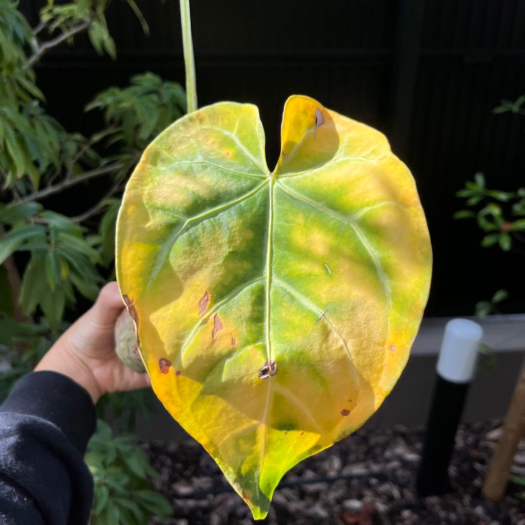 172 magnificum Silver マグニフィカムシルバー