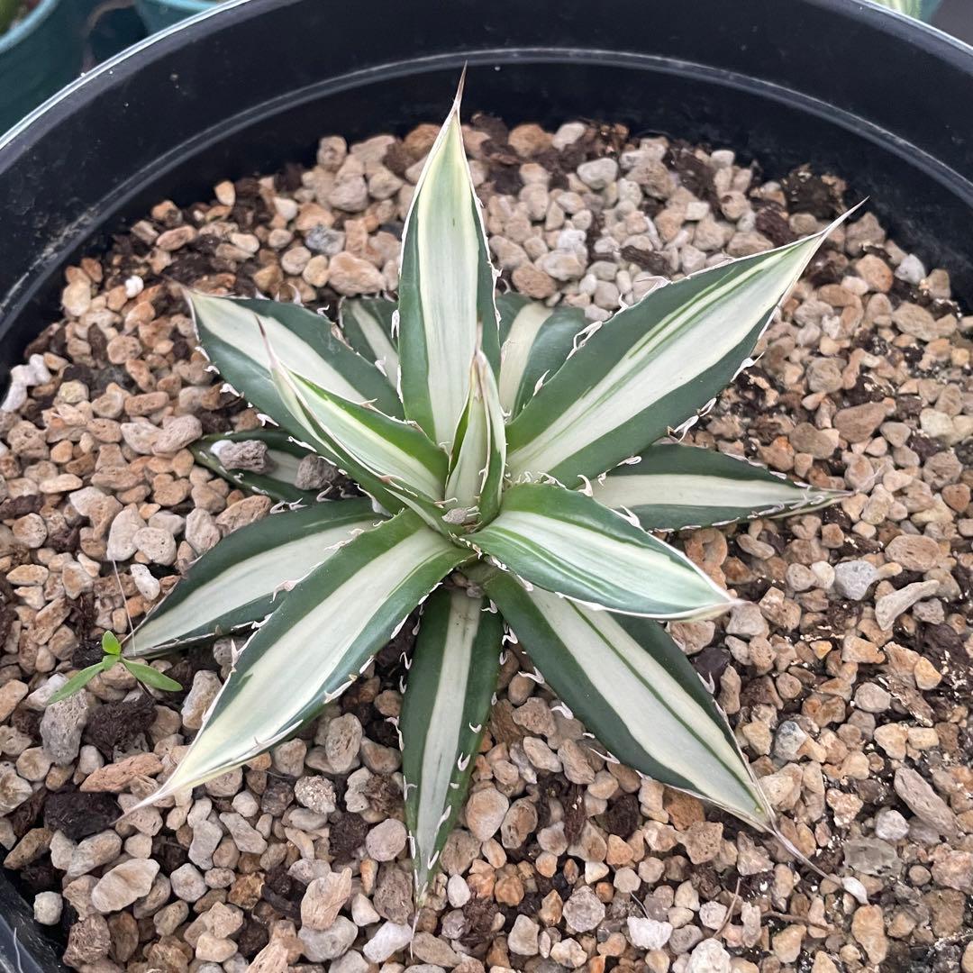 多肉植物アガベ チタノタ　ホリダ 白中斑