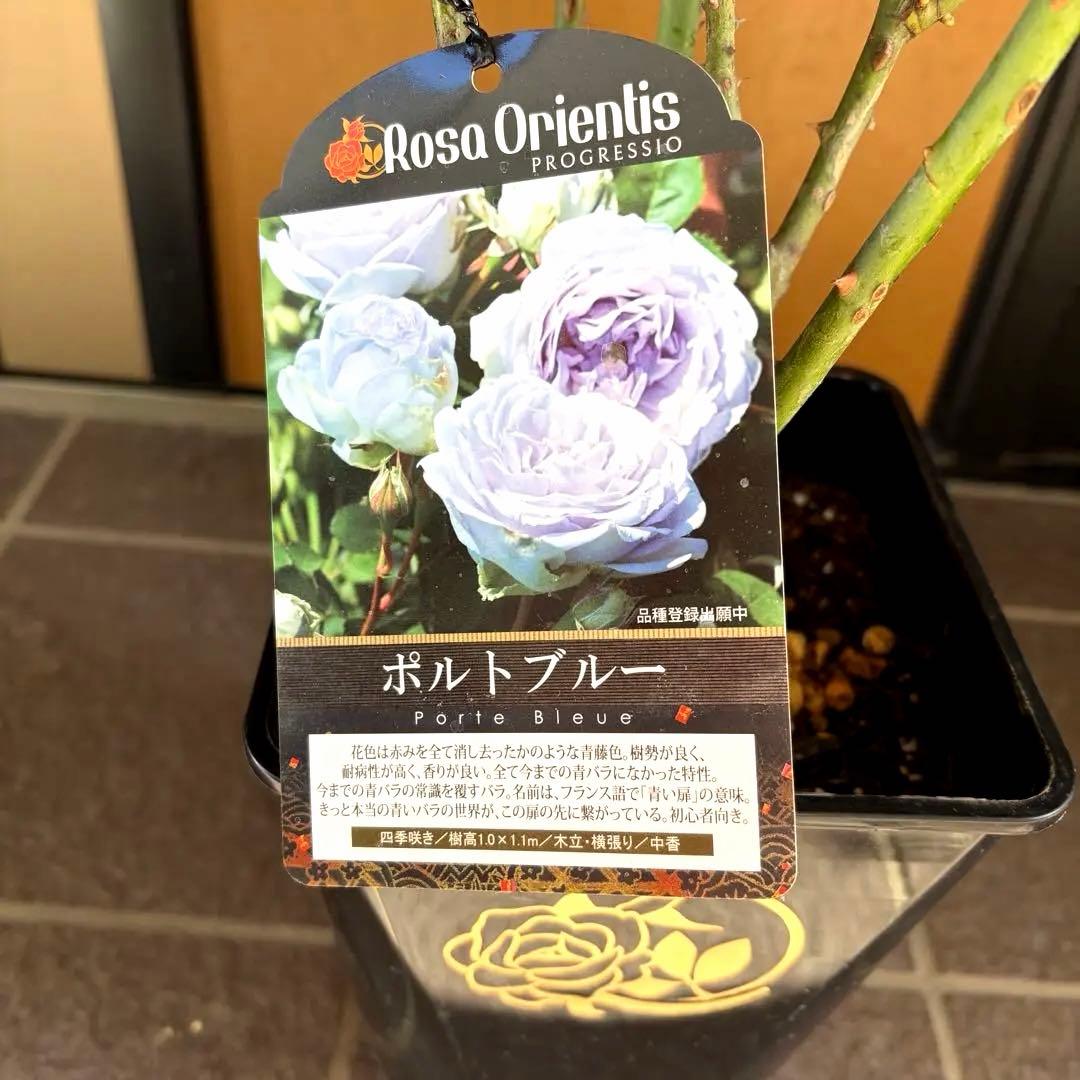 ポルトブルー【正規品】バラ 大苗 今季大苗 ロサオリエンティス　希少苗