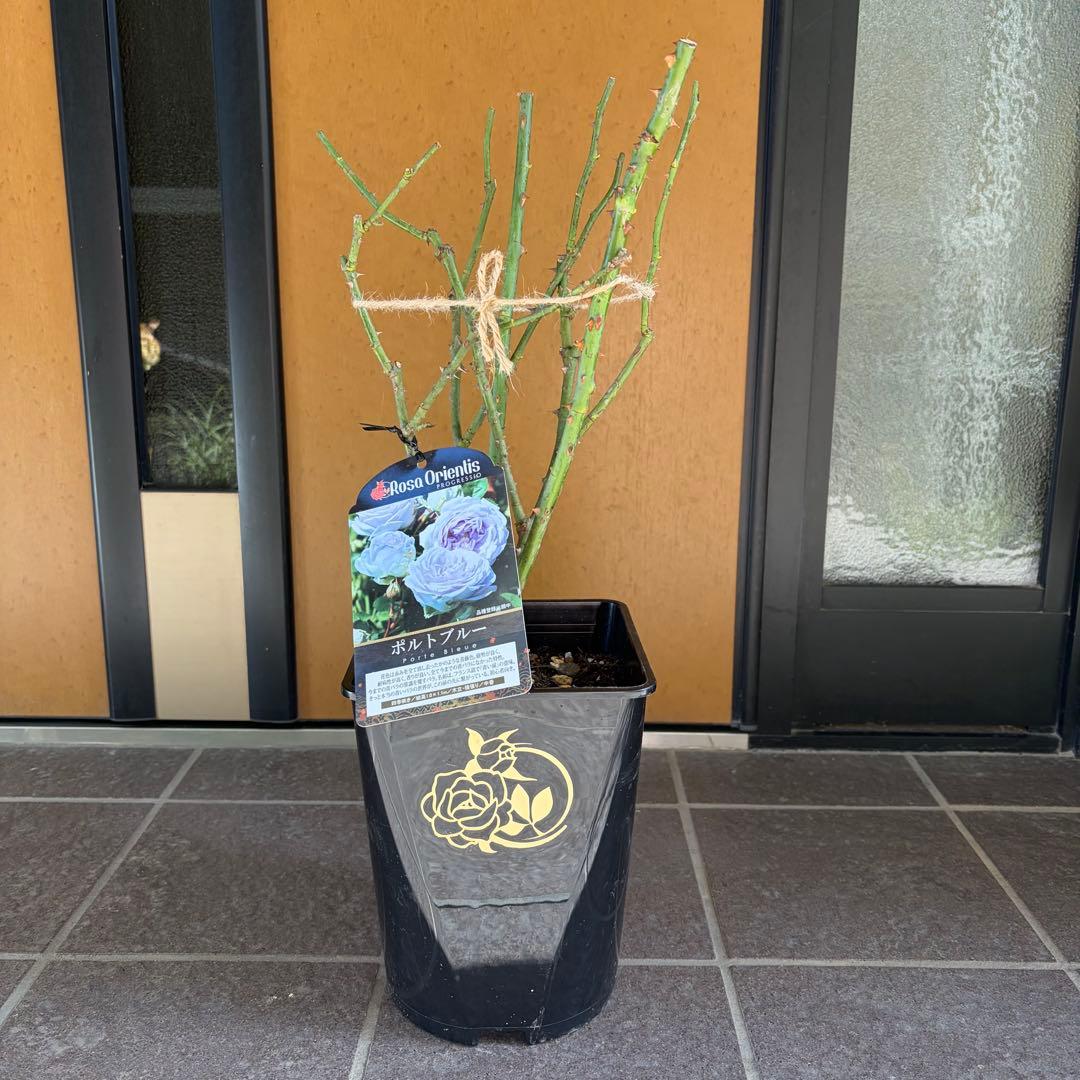 ポルトブルー【正規品】バラ 大苗 今季大苗 ロサオリエンティス　希少苗