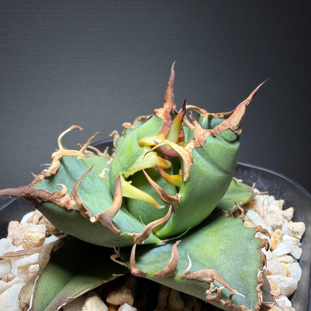 2/10 アガベチタノタ　トニー血統シーザー　ライセンスプランツ　tony