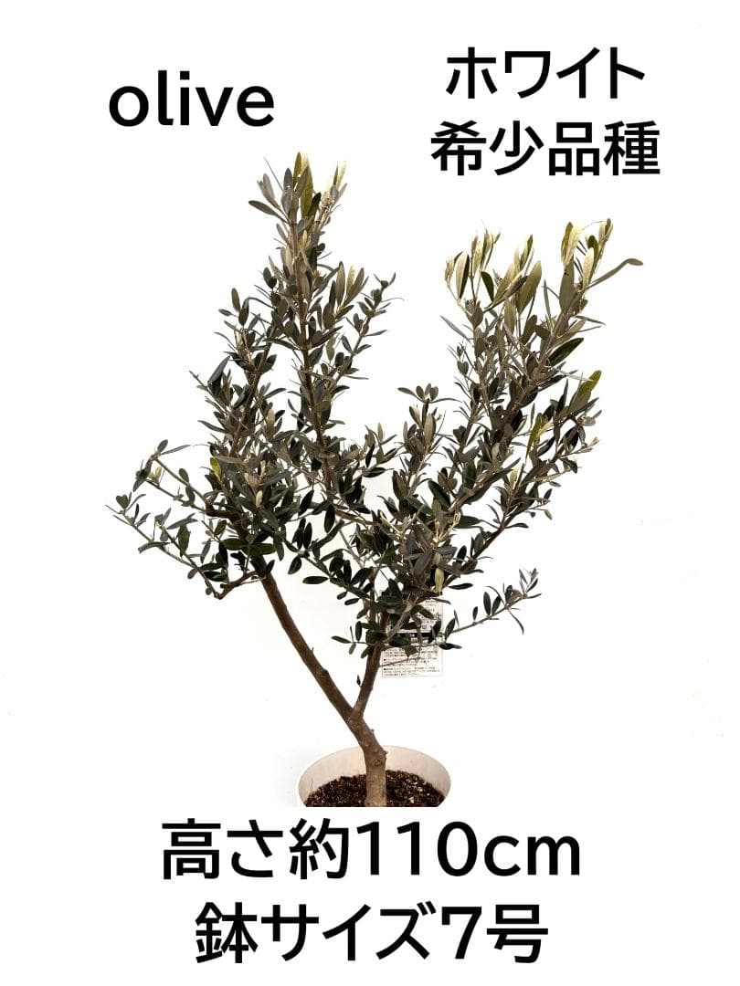 オリーブの木　ホワイト　7号　約110cm　K-313　希少品種　現品掲載