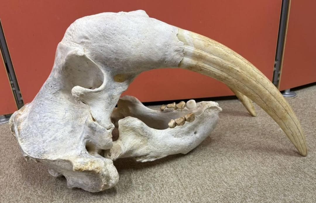 高品質　セイウチ（Walrus）頭骨 ♂ 　※ CITESコピー付